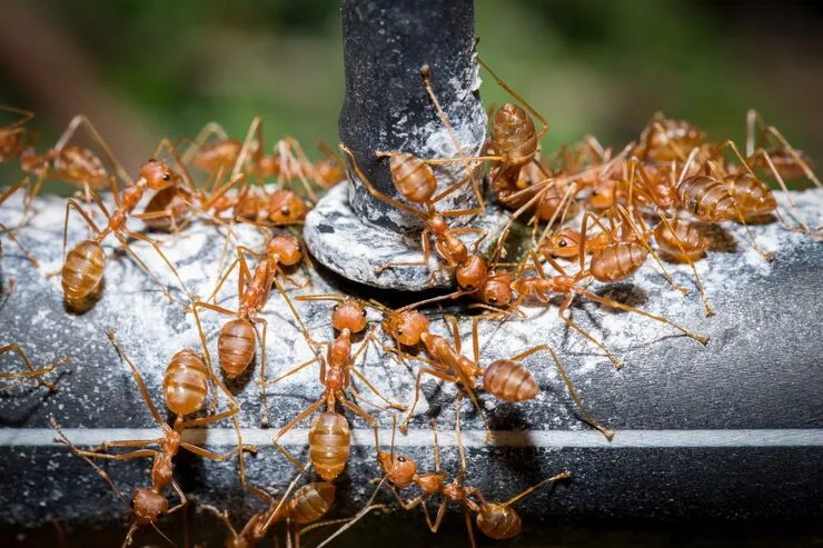 Pest Control Yuma Arizona Service Area